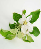 A closeup of the white, five-petaled blossom of the Cortland Apple surrounded by the dark green leaves on a white background 
