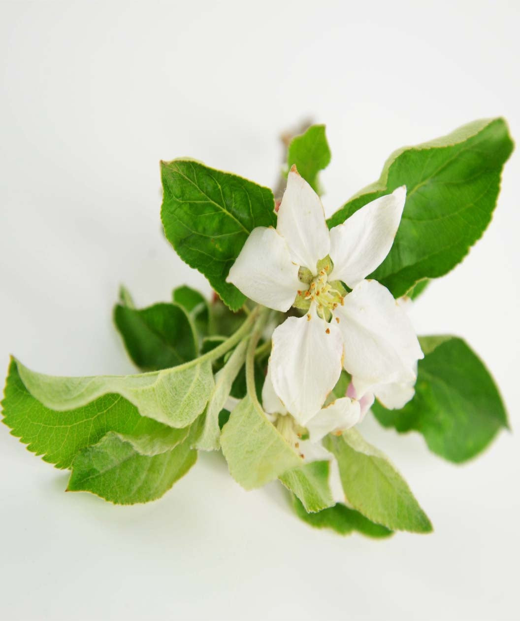 A closeup of the white, five-petaled blossom of the Cortland Apple surrounded by the dark green leaves on a white background 