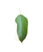 A single dark green leaf of the Cortland Apple on a white background