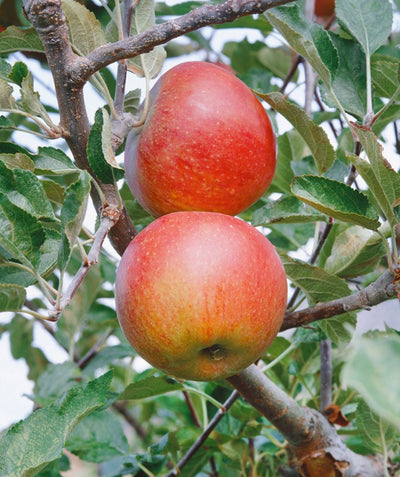 The cherry-red apples hanging on the branch of a Cox Orange Pippin Apple tree surrounded by dark green leaves