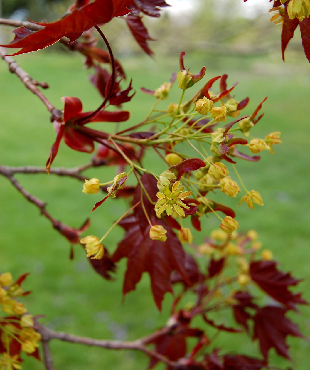 Close up of Crimson King Norway Maple flowers, small light green flowers with hints of red