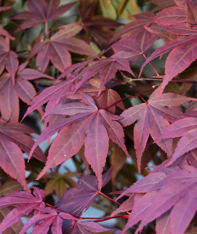 Close up of Crimson Prince Japanese Maple foliage, deeply lobed leaves that are crimson in color