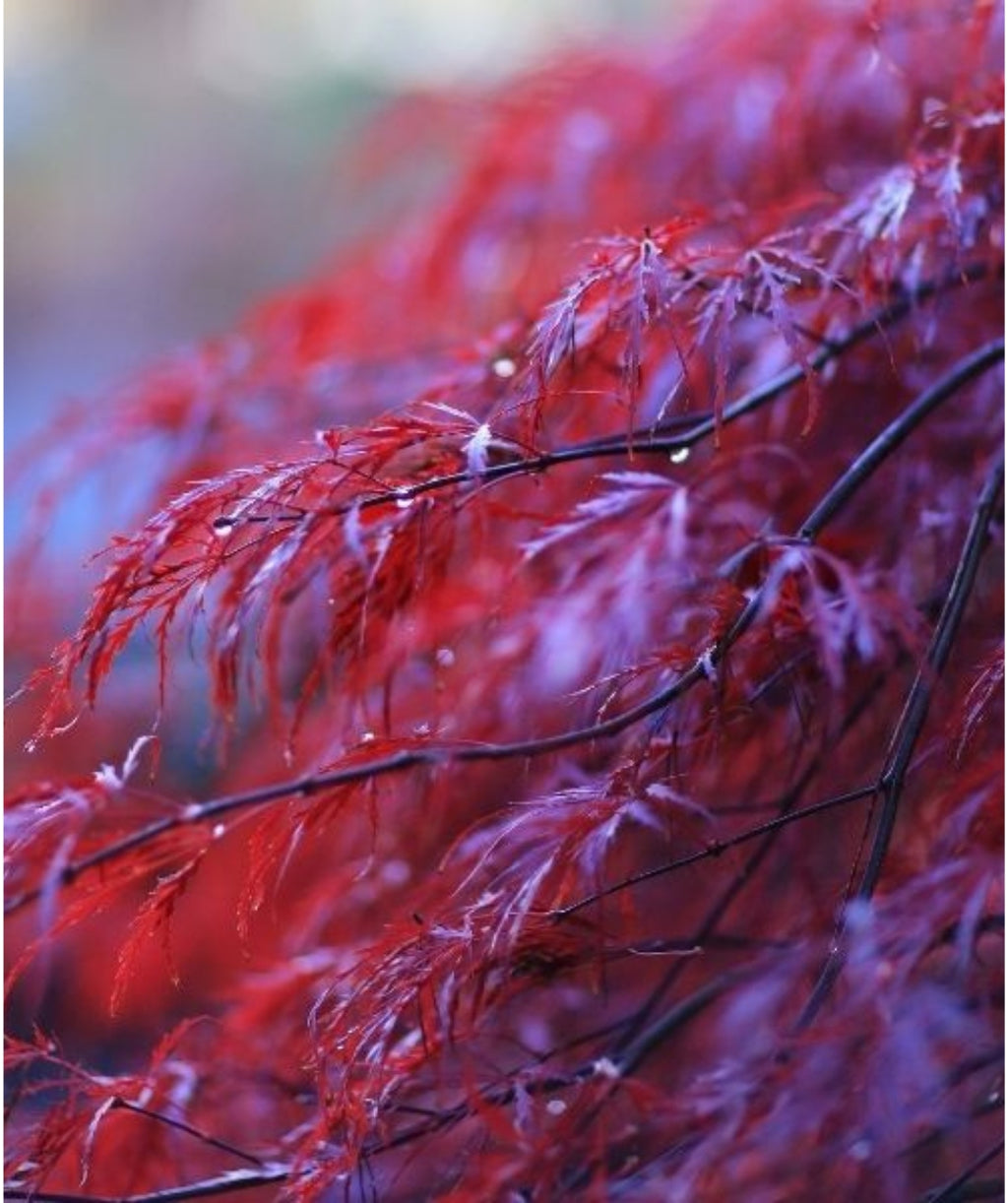 Close up of Crimson Princess Laceleaf Japanese Maple foliage, thin lacey crimson colored foliage on weeping branches