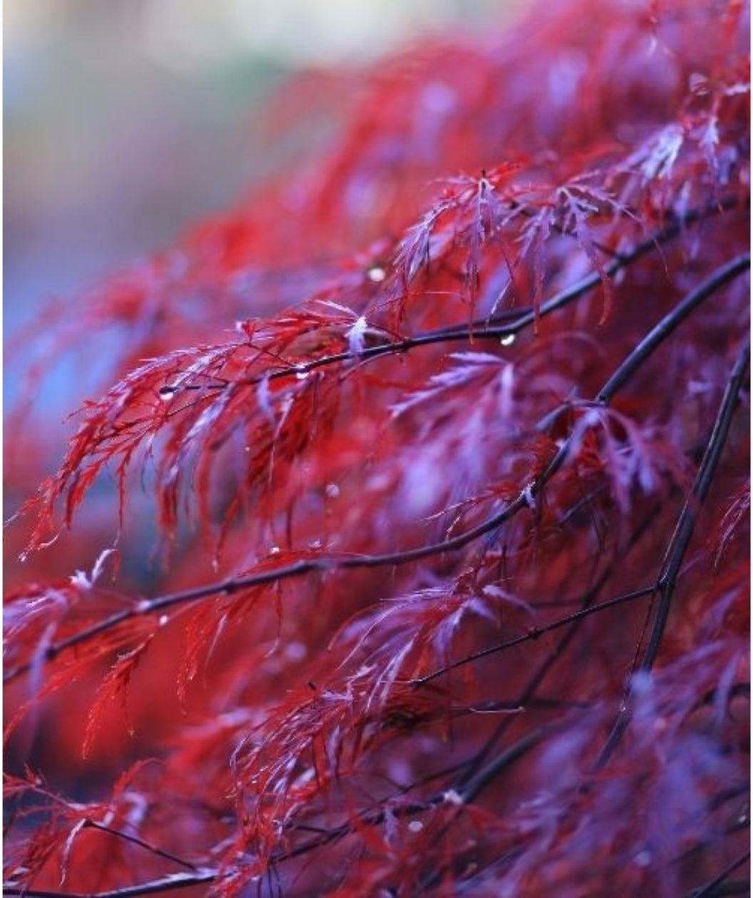 Close up of Crimson Princess Laceleaf Japanese Maple foliage, thin lacey crimson colored foliage on weeping branches
