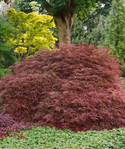 Crimson Princess Laceleaf Japanese Maple planted in a landscape, weeping branches covered in lacey crimson colored foliage