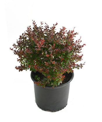 A young Crimson Pygmy Barberry with red and green foliage 