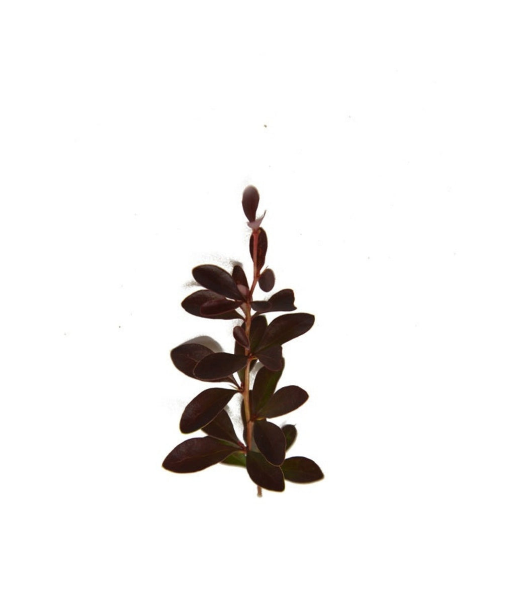 A branch of the Crimson Pygmy Barberrys dark red foliage 