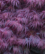 A closeup of the thread leaf foliage of the Crimson Queen Japanese Maple as it takes on the burgundy tones of fall color