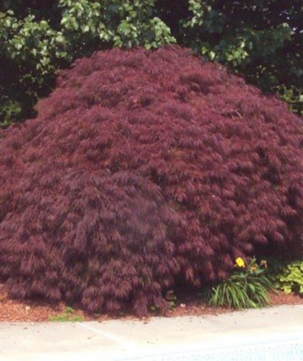 A large ruby red Crimson Queen Japanese Maple planted in a landscape with a green tree serving as the background