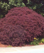 A large ruby red Crimson Queen Japanese Maple planted in a landscape with a green tree serving as the background