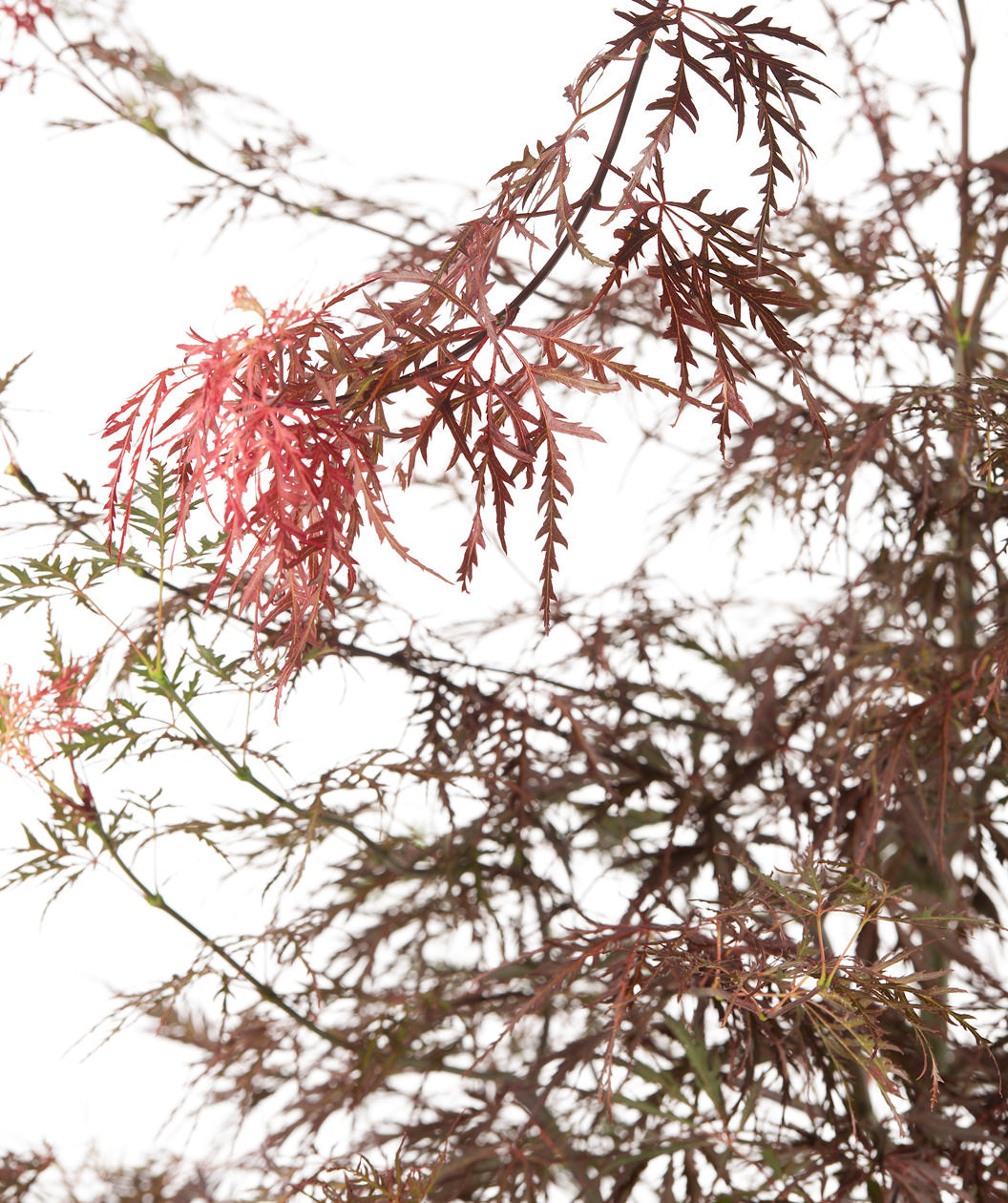 Crimson Queen Threadleaf Japanese Maple | Bower & Branch