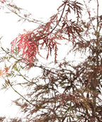 Close up of Crimson Queen Japanese Maple leaves, crimson colored lace leaves