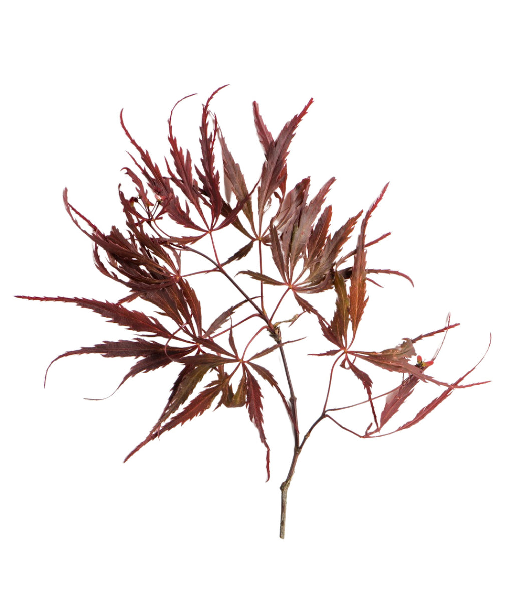 Crimson Queen Japanese Maple branch on white, several crimson-colored lace leaves on a red-brown branch