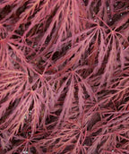 Close up of Crimson Queen Japanese Maple leaves, crimson colored lace leaves