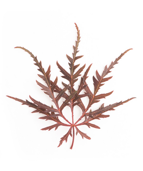 A single, deep red, thread leaf of the Crimson Queen Japanese Maple on a white background