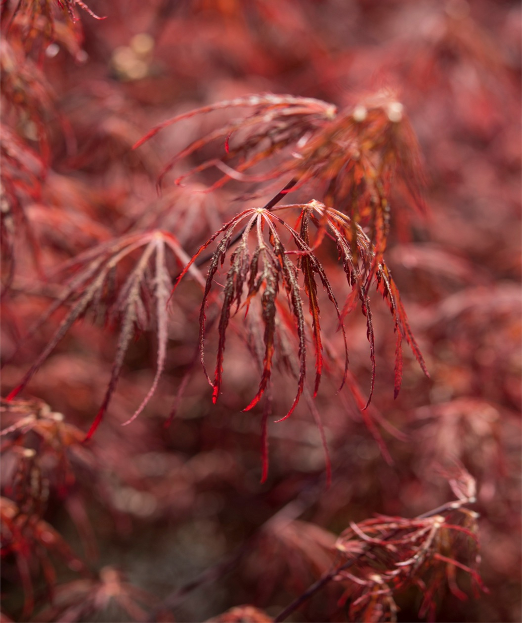 A closeup of the bright red, laceleaf foliage of the Crimson Queen Japanese Maple as it emerges in early spring