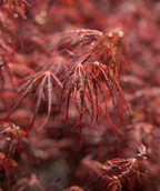 A closeup of the bright red, laceleaf foliage of the Crimson Queen Japanese Maple as it emerges in early spring