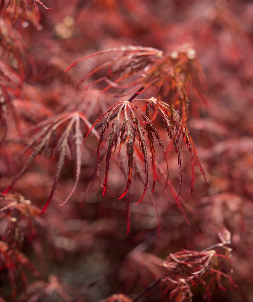A closeup of the bright red, laceleaf foliage of the Crimson Queen Japanese Maple as it emerges in early spring