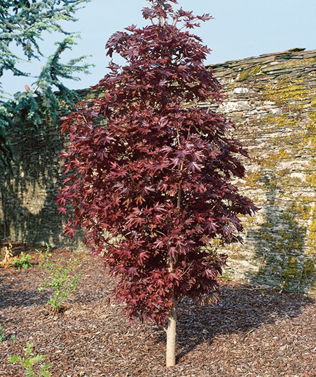 Crimson Sentry Norway Maple planted in a landscape, upright growing tree with dark red lobed leaves