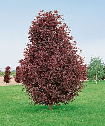 Crimson Sentry Norway Maple planted in a landscape, upright growing tree with dark red lobed leaves