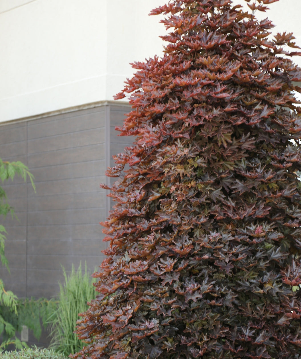 Crimson Sentry Norway Maple planted in a landscape, upright growing tree covered in lobed dark red leaves with hints of dark green