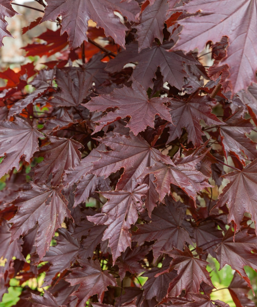 A close up of a Crimson Sentry Norway Maple tree with curling burgundy leaves