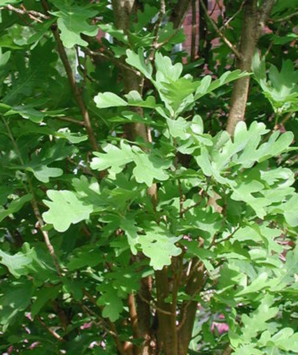 Crimson Spire Oak closeup of unique rounded lobed green leaves on branch