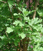 Crimson Spire Oak closeup of unique rounded lobed green leaves on branch