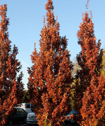 Crimson Spire Oak hedge in red fall color