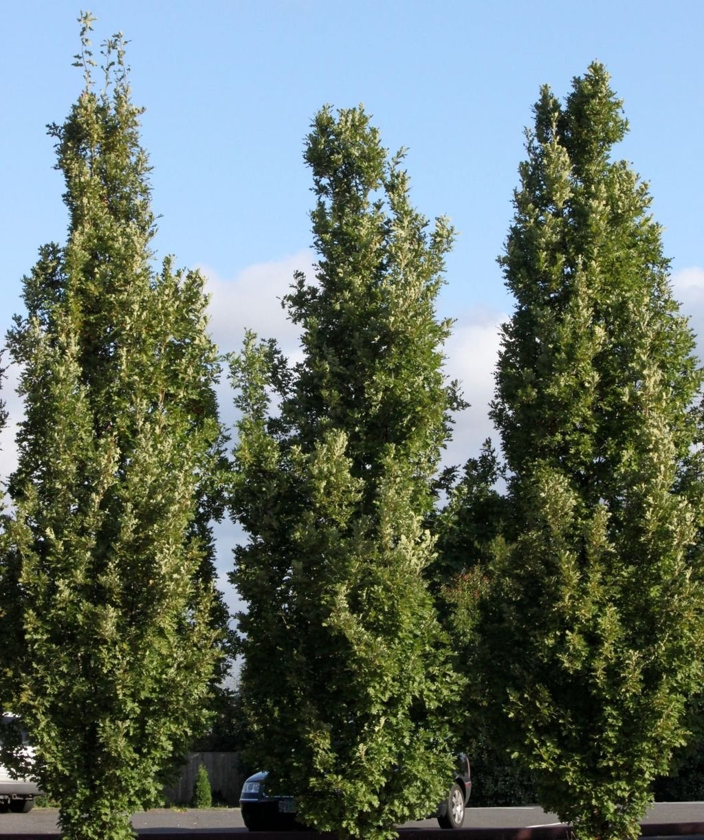 Crimson Spire Oaks planted along parking lot and used as a creative hedge