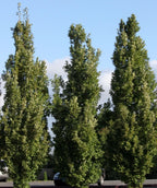 Crimson Spire Oaks planted along parking lot and used as a creative hedge