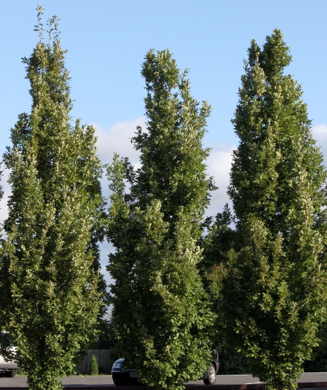 Crimson Spire Oaks planted along parking lot and used as a creative hedge