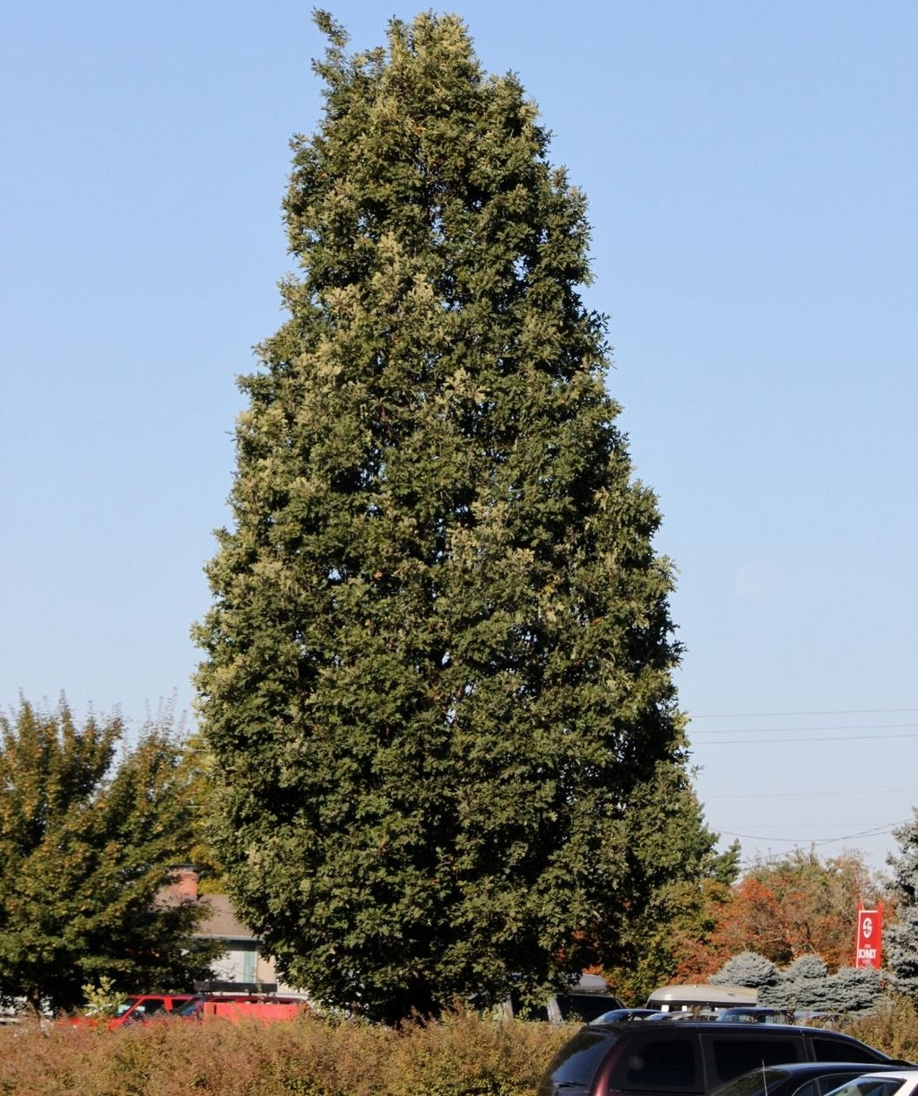 Singular Crimson Spire Oak planted in parking lot as a focal point in green foliage