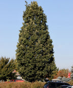 Singular Crimson Spire Oak planted in parking lot as a focal point in green foliage