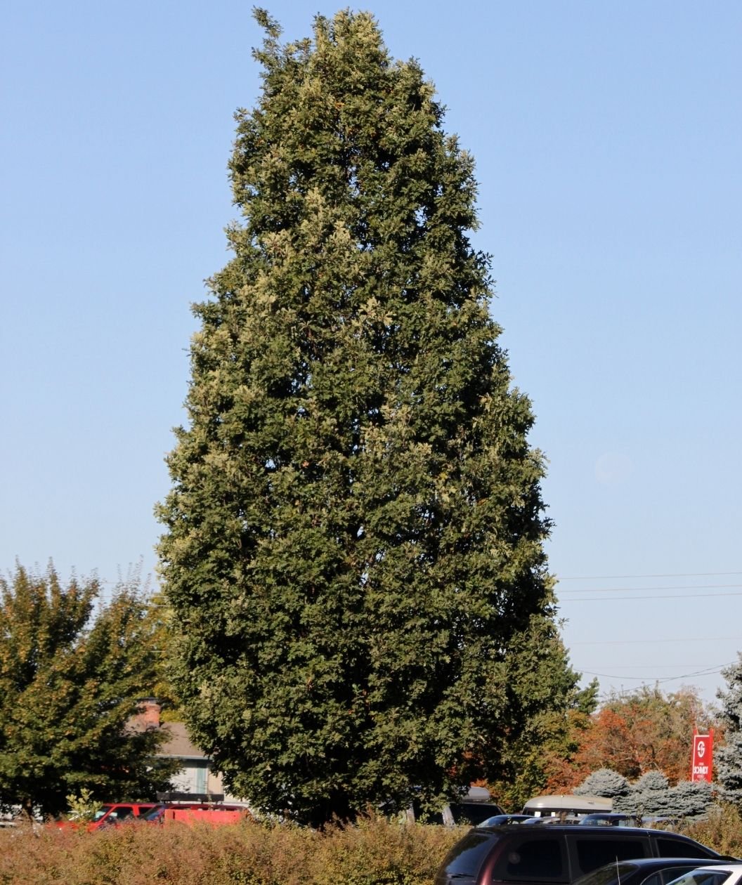 Singular Crimson Spire Oak planted in parking lot as a focal point in green foliage