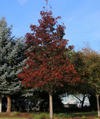 Crimson Sunset Maple planted in a landscape, uniform pyramidal branching  covered in dark red leaves