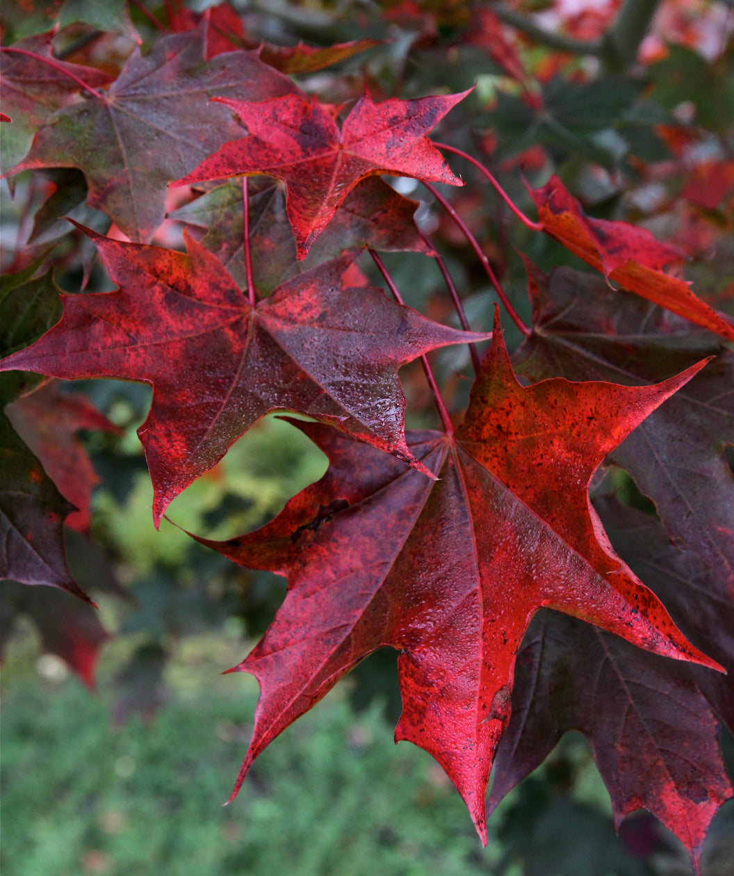 Close up of Crimson Sunset leaf with fall color, in fall the dark red leaves turn to shades of purple and bright red