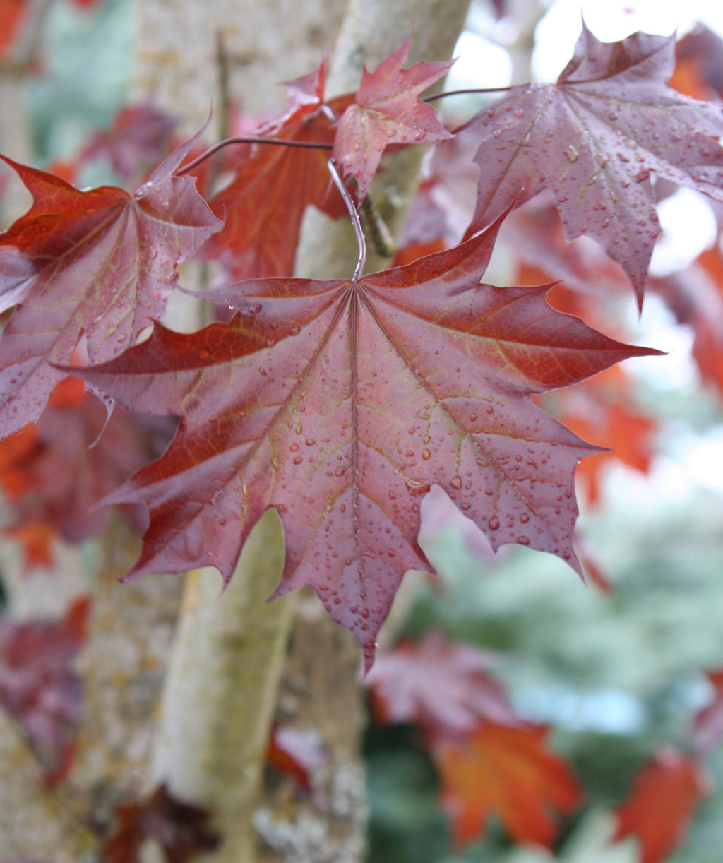 Close up of Crimson Sunset Maple leaf, dark red lightly lobed leaf with hints of green