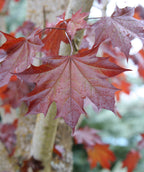 Close up of Crimson Sunset Maple leaf, dark red lightly lobed leaf with hints of green
