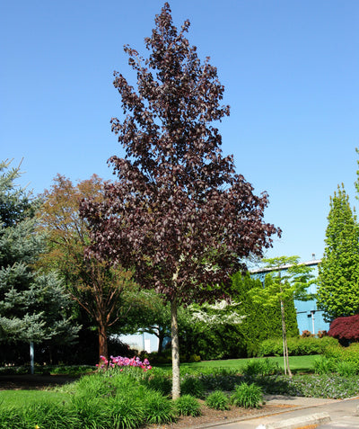 Crimson Sunset Maple planted in a landscape, uniform pyramidal branching covered in dark red leaves