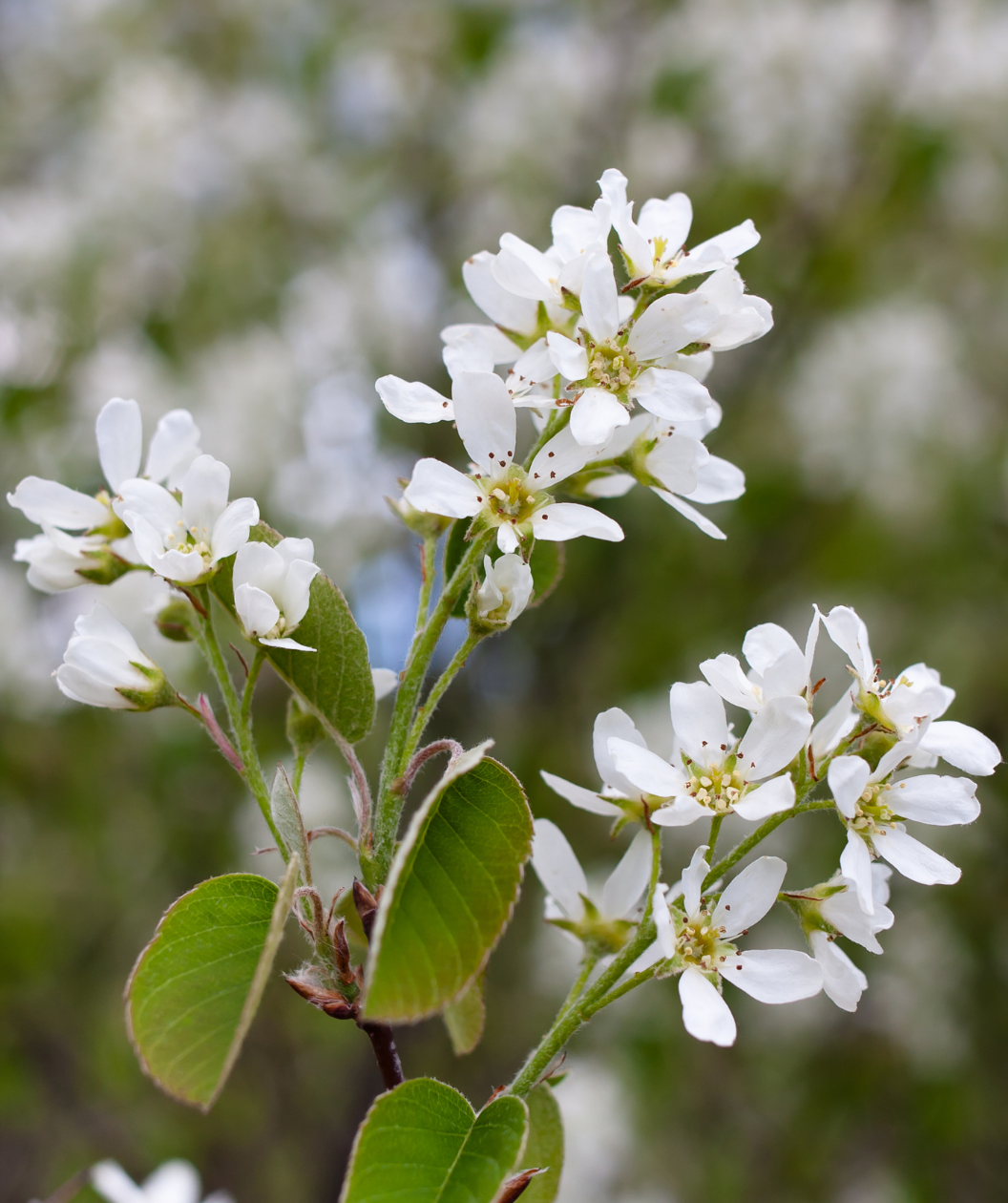 A closeup of the Cumulus Serviceberry's white, five petaled flowers with yellow centers and green leaves