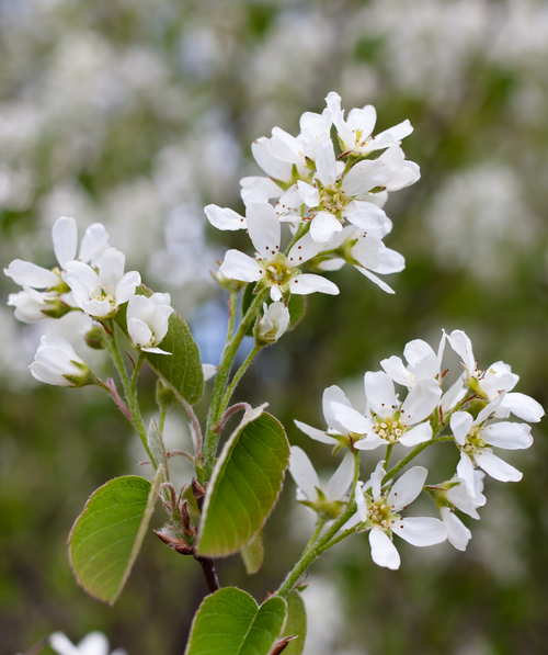 A closeup of the Cumulus Serviceberry's white, five petaled flowers with yellow centers and green leaves