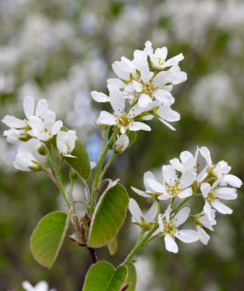 A closeup of the Cumulus Serviceberry's white, five petaled flowers with yellow centers and green leaves