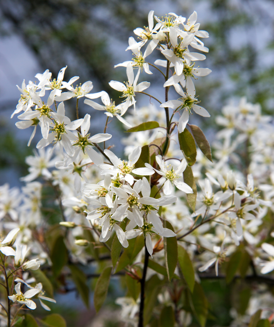 Cumulus Serviceberry cluster of white flowers with yellow centers