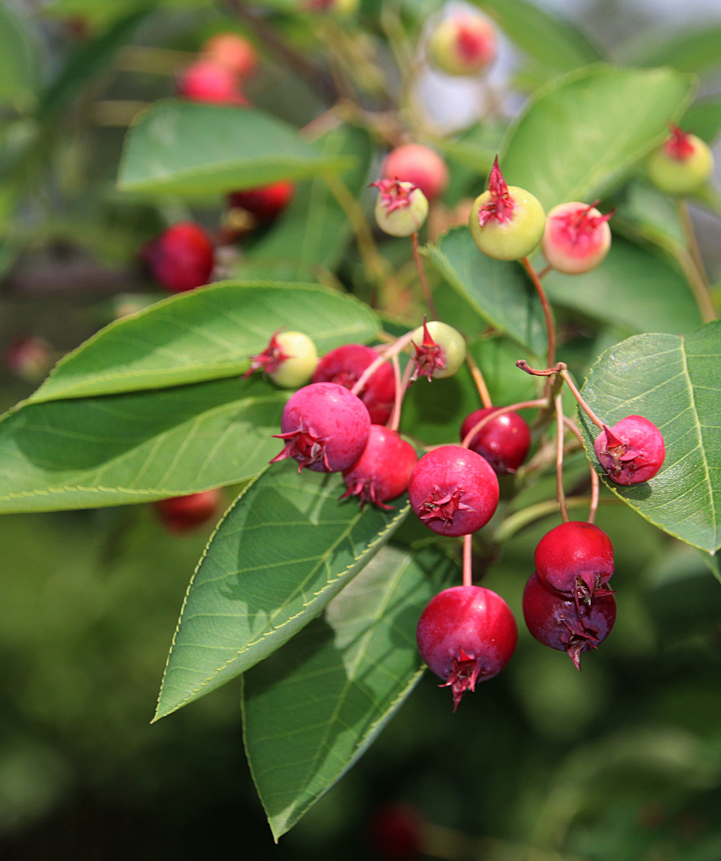 Cumulus Serviceberry greenish to red berries nestled in deep green leaves