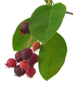 A closeup of the Cumulus Serviceberry red and purple berries surrounded by deep green leaves