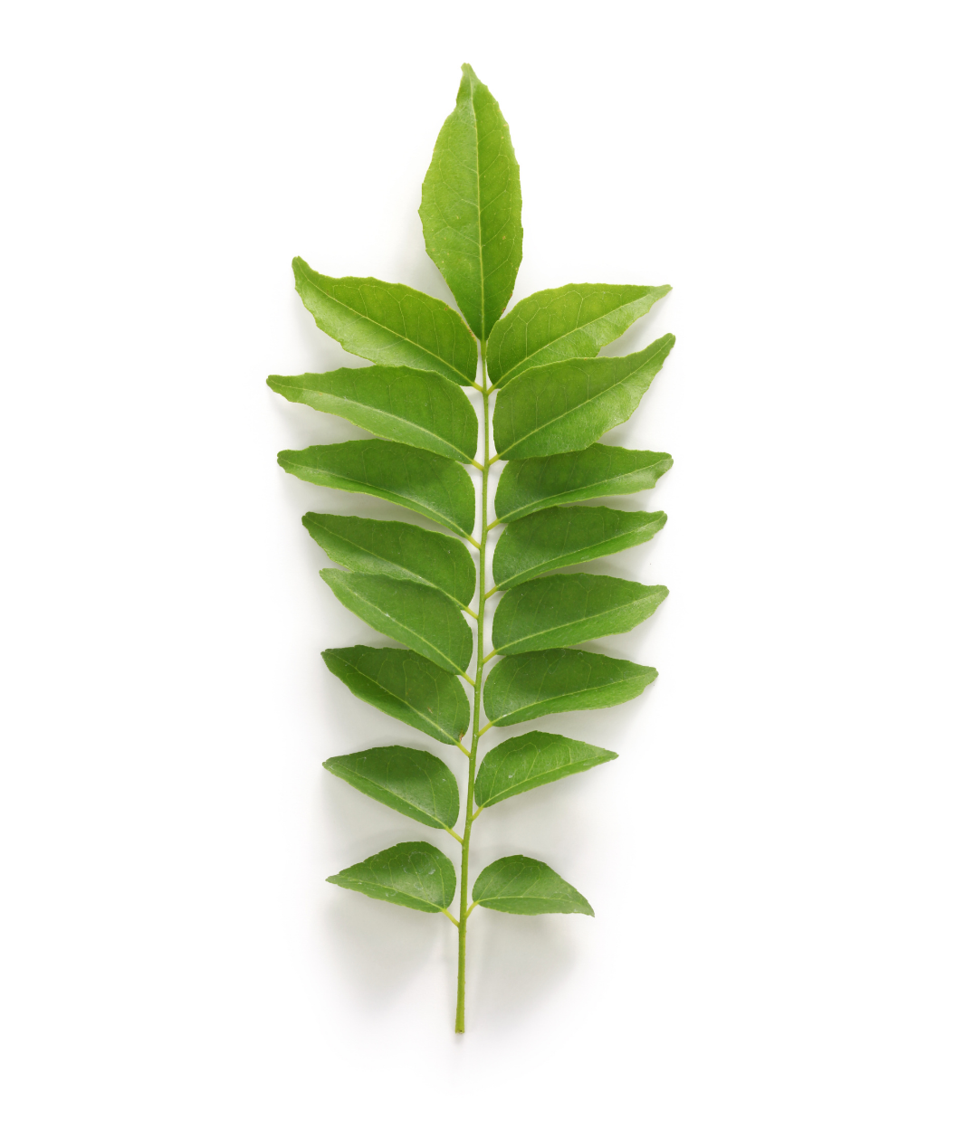 Curry Leaf Plant leaflets on white