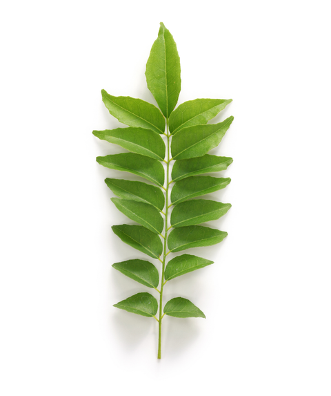Curry Leaf – Bower & Branch