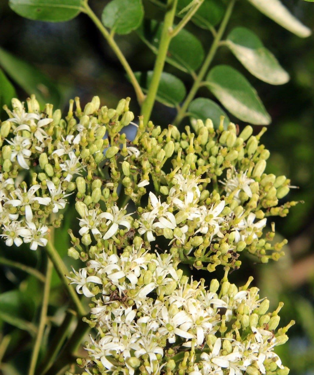 air layering curry leaf plant Curry Leaf – Bower & Branch