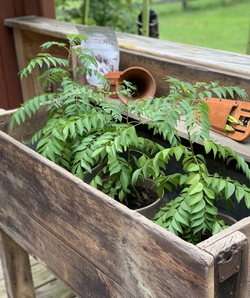 curry leaves plant buy Curry Leaf – Bower & Branch